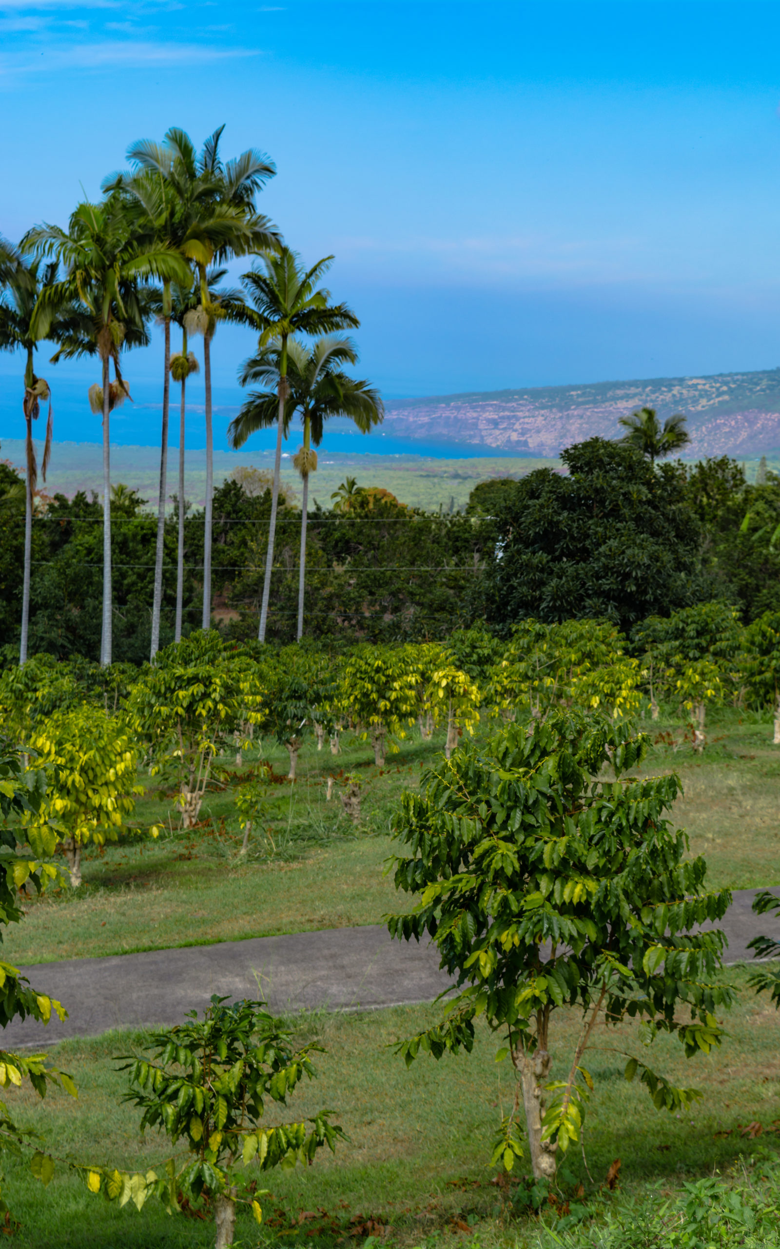 Pele Plantations Coffee Farm